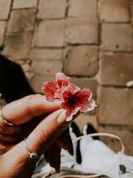 Person holding a pink flower with a blurred background